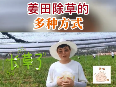 姜田除草的多種方式 ()