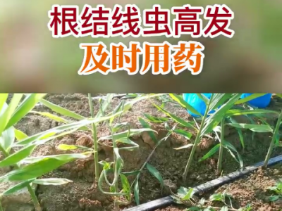 根結線蟲高發及時用藥 ()