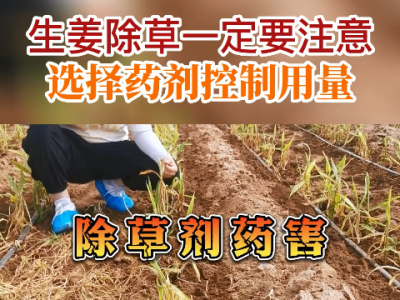 生姜除草一定要注意選擇藥 劑控制用量 ()