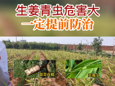 生姜青蟲危害大一定提前防治 ()