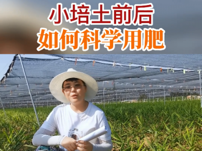 小培土前后如何科學(xué)用肥？ ()