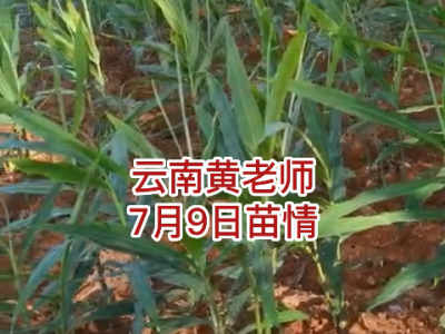 云南黃老師7月9日苗情反饋 (60播放)