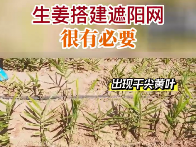 生姜搭建遮陽網(wǎng)很有必要 ()