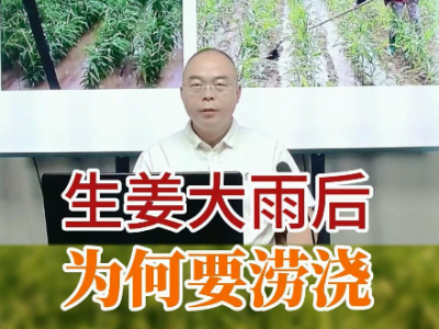 生姜大雨后 為何要澇澆？ (58播放)