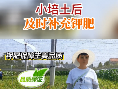 小培土后及時補充鉀肥 (64播放)