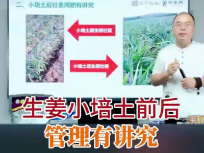 生姜小培土前后管理有講究 (57播放)