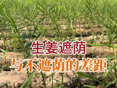 生姜遮蔭與不遮蔭的差距 (68播放)