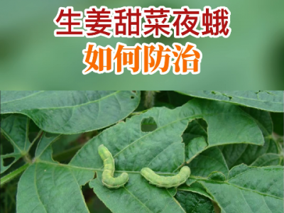 生姜甜菜夜蛾如何防治？ (59播放)