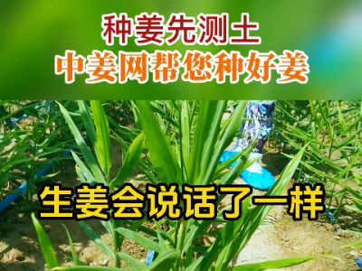 種姜先測土 中姜網幫您種好姜 (96播放)