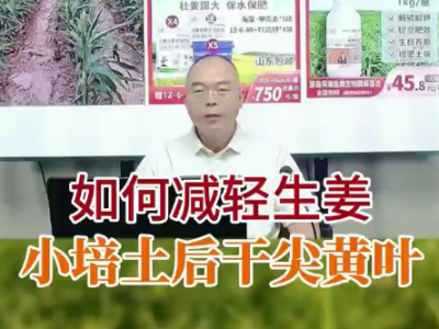 如何減輕生姜小培土后千尖黃葉？ ()