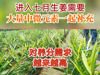 進(jìn)入七月生姜需要大量中微量元素一起補(bǔ)充 ()