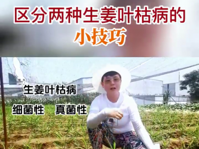 區(qū)分兩種生姜葉枯病的小技巧 ()