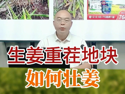 生姜重茬地塊如何壯姜？ (109播放)