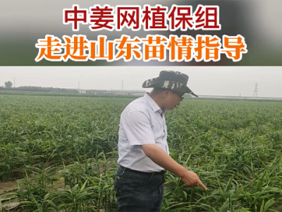 中姜網植保組走進山東苗情指導 (73播放)