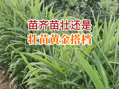 湖南姜友苗情及用肥反饋 (52播放)