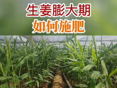 生姜膨大期如何施肥？ ()