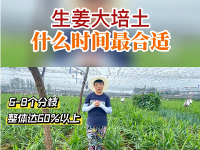 生姜大培土什么時間最合適？ ()