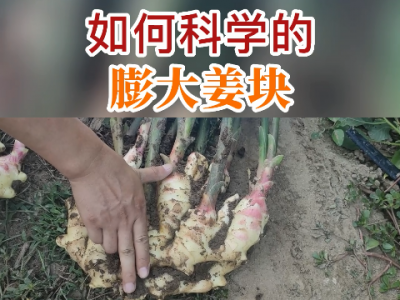 如何科學(xué)的膨大姜塊？ (78播放)