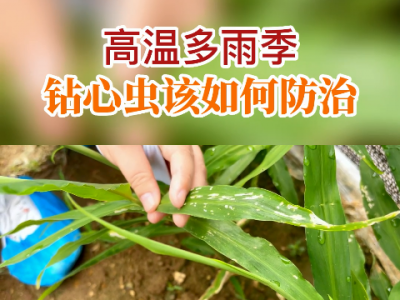 高溫多雨季鉆心蟲該如何防治？ ()