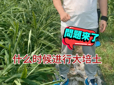 生姜何時(shí)大培土？ ()