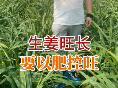 生姜旺長(zhǎng)要以肥控旺 ()