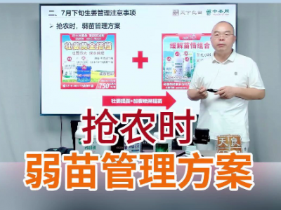 搶農(nóng)時(shí)弱苗管理方案 ()