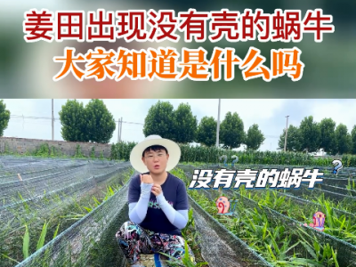 姜田出現(xiàn)沒有殼的蝸牛大家知道是什么嗎？ ()
