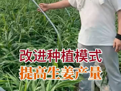 改進種植模式 提高生姜產(chǎn)量 ()