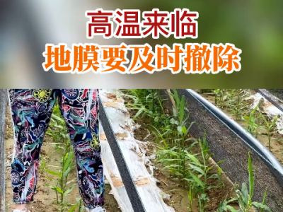 高溫來臨地膜要及時撤除 (77播放)