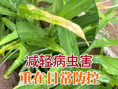 減輕病蟲害重在日常防控 ()