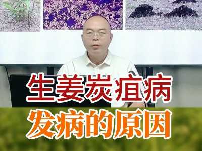 生姜炭疽病的發病原因 ()