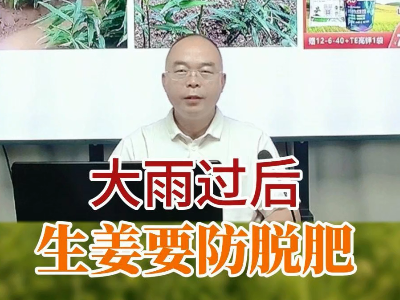 大雨過后生姜要防脫肥 ()
