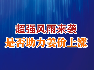 老石說姜：超強(qiáng)風(fēng)雨來襲是否助力姜價上漲？ ()