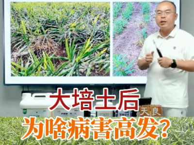 生姜大培土后為啥病害高發？ ()
