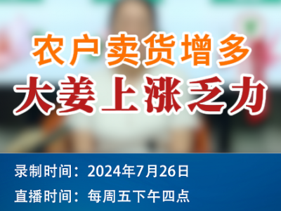 農戶賣貨增多 大姜上漲乏力 (147播放)