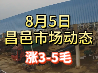 8月5日 琨福市場大姜價格（漲3-5毛） (203播放)
