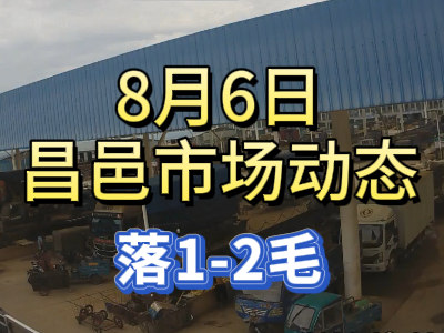 8月6日 琨福市場大姜價格（落1-2毛） (161播放)