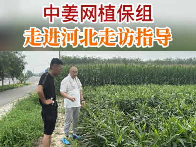 中姜網植保組走進河北走訪指導 (166播放)