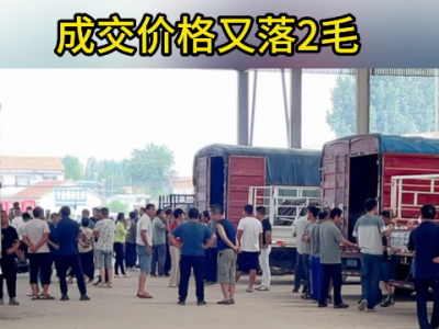 8月7日下午安丘黑埠子市場(chǎng)（又落2毛） (198播放)