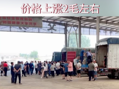 8月8日下午安丘黑埠子市場(chǎng)（漲2毛） (180播放)