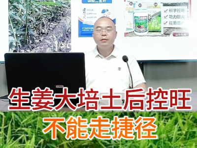 生姜大培土后控旺不能走捷徑 (107播放)