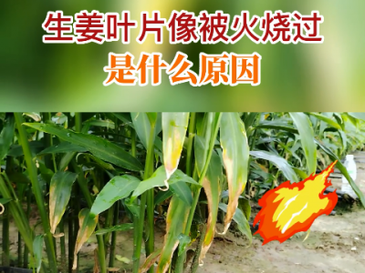 生姜葉片像被火燒過是什么原因？ (113播放)