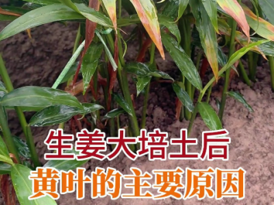 生姜大培土后黃葉的主要原因 (155播放)