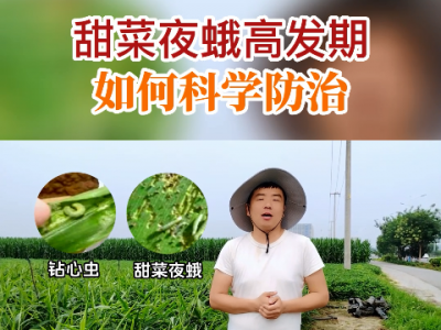 甜菜夜蛾高發(fā)期如何科學(xué)防治？ (127播放)