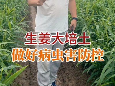 生姜大培士做好病蟲害防控 (129播放)