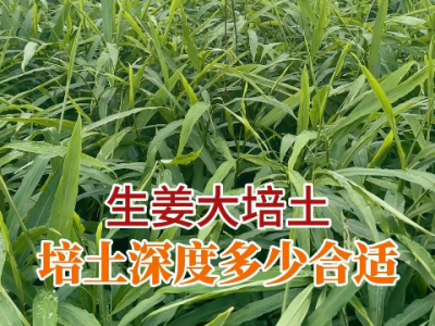 生姜大培土培土深度多少合適？ (149播放)