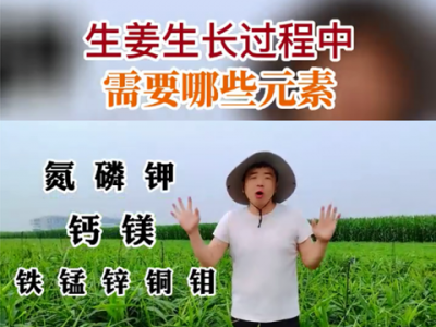 生姜生長(zhǎng)過程中需要哪些元素？ (127播放)