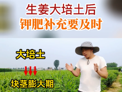 生姜大培土后鉀肥補(bǔ)充要及時(shí) ()