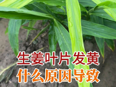 生姜葉片發(fā)黃什么原因導致？ ()