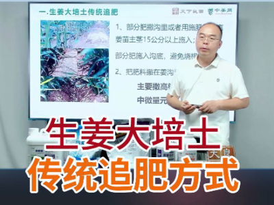 生姜大培土傳統(tǒng)追肥方式 ()